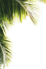 Naklejka premium Coconut tree leaf abstract with copy space background