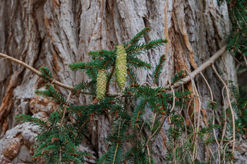 A branch with green spruce cones against a background of coarse tree bark