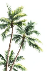 Vector illustration of coconut tree with leaf closeup view