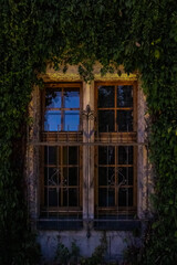 Window shrouded in green leaves. Texture of leaves. For backgrounds and presentations. Vertical photo