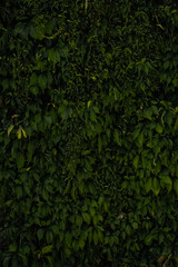 Green leaves. Leaf texture. For backgrounds and presentations. Vertical photo