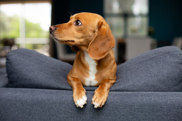 Adorable 3/4 Dachshund and 1/4 Jack Russell Terrier dog on a chair inside a residential home. Cute little domestic animal pet with golden brown fur.