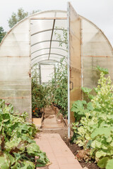 Large greenhouses for growing homemade vegetables. The concept of gardening and life in the country.