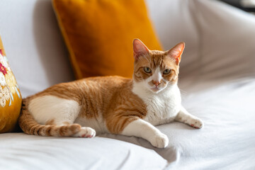 brown and white cat with yelow eyes lying on a sofa with an orange pillow