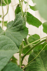 Cucumbers hang on a branch in the greenhouse. The concept of gardening and life in the country.
