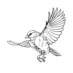 Titmouse. Flying bird. Hand drawn vector illustration.