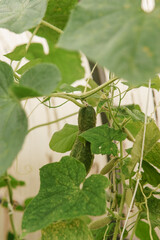 Cucumbers hang on a branch in the greenhouse. The concept of gardening and life in the country.
