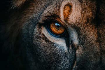 wild lion eye close up shot with dark colour background generated by AI