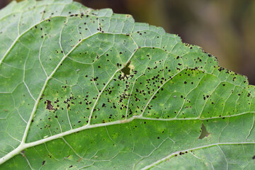 Rust of sunflower leaf. A fungal disease of sunflowers caused by Puccinia helianthi