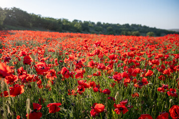 Red Poppy Field with Green Grass and Trees in the Background