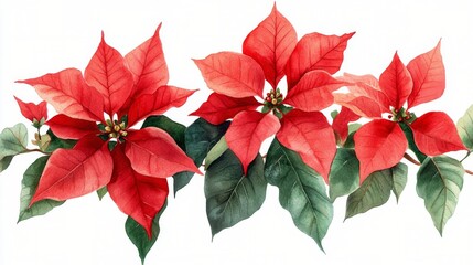 Obraz premium Bright red poinsettia flowers arranged artistically, showcasing their beauty and vibrant colors