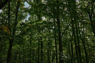 Fototapeta premium A lush green forest under a clear blue sky, perfect for a peaceful nature escape and rejuvenating trip