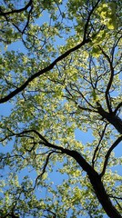 Fototapeta premium Looking Up at the Trees and Sky in the Forest