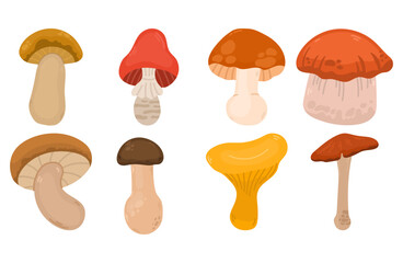 Set of different mushrooms in flat style illustration. Different good edible mushrooms and toadstools collection