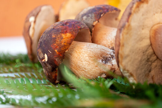 Inquadratura ravvicinata di funghi porcini freschi appena raccolti disposti su un letto di foglie di felce verde, ingredienti biologici e prelibatezze d'autunno per la cucina gourmet