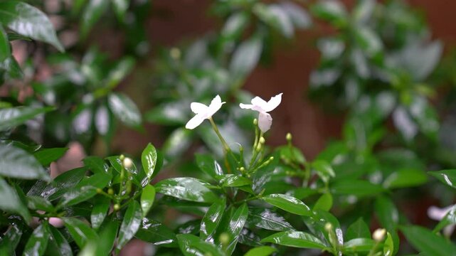 Tabernaemontana Divaricata Plant Close-Up
