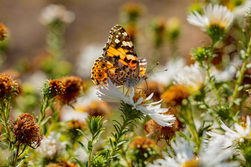 Butterfly Scoters feeds on nectar on white flowers in the autumn garden