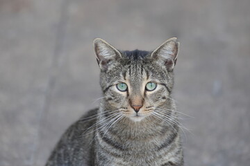 close up portrait of a tabby cat