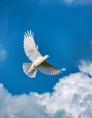 Obraz premium bird