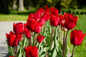 Bright red tulips in city. Sunny day.