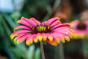 Indian Blanket Flower