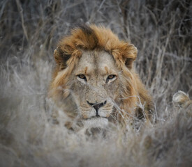 lion in the grass