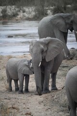 elephants crossing the river