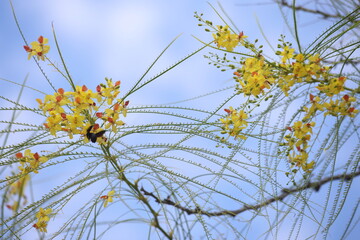 Bumblebee on flowers of jerusalem thorn 