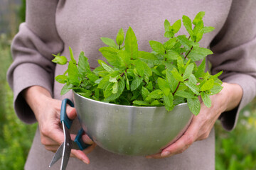 Woman's hands holding fresh peppermint in a bowl