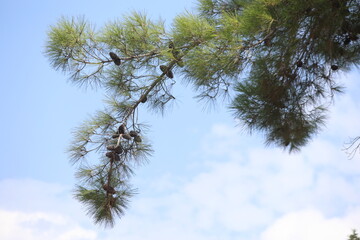 branch of Turkish pine with cones
