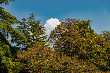 A landscape with trees on a blue sky background.
