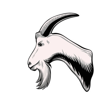 Head Of Goat