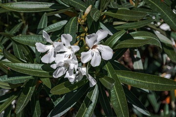 Close-up of the white flower of oleander nerium, a poisonous shrub tree. Blooming white oleander in...