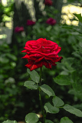 A red rose on a background of green foliage. A rose flower on a blurred background. Close-up of the scarlet rose. Selective focus. Vertical image. A bright red rose on a bush in the garden.
