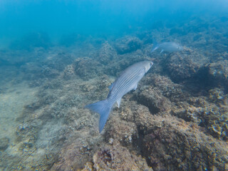 Underwater photo of a mullet swimming in the Mediterranean Sea off the coast of France.