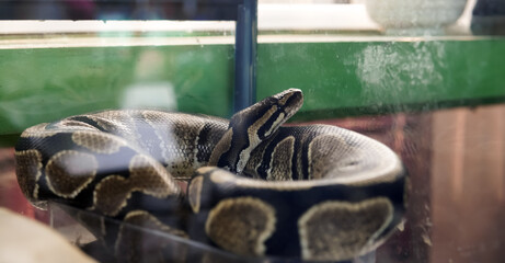 A snake in a transparent acrylic box
