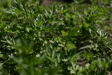 Lush Green Parsley Plants Growing in a Sunny Garden During Early Spring Season