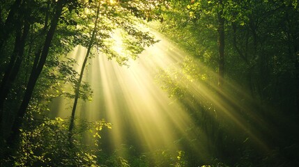 Obraz premium Sunbeams Illuminating a Misty Forest