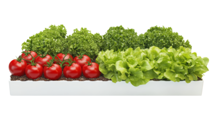 Fresh tomatoes and green leafy vegetables in a white planter box. Perfect for depicting home gardening, organic produce, or urban farming.