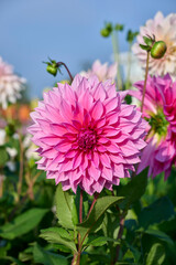 Fototapeta premium Café Au Lait Rosé, pink large dahlia flower with blue sky and sun