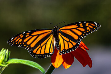 butterfly on a flower