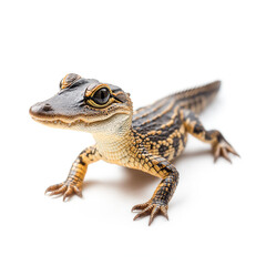 Fototapeta premium Baby Crocodile Isolated