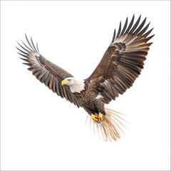 Naklejka premium Bald Eagle Flying Isolated