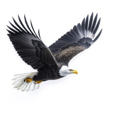 Fototapeta premium Bald Eagle Flying Isolated