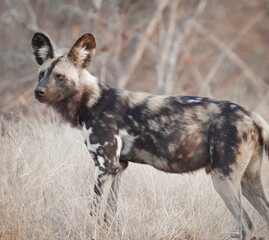 wild dog wandering around