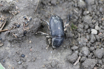 Dead beetle Zabrus tenebrioides, ground beetles in a plantation of plants. 