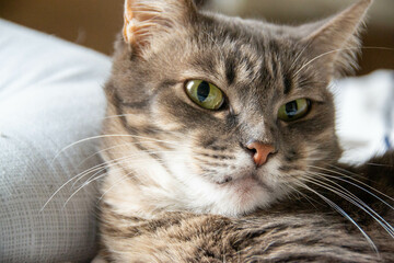 adventure climbing high wire park - people on course in mountain helmet and safety equipment. High quality photo. High quality photo