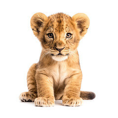 Fototapeta premium Lion Cub Isolated