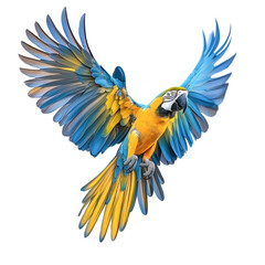 Fototapeta premium Macaw Flying Isolated