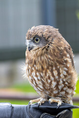 Morepork (Ninox novaeseelandiae), common in forests and woodlands of New Zealand